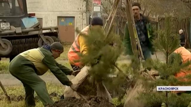 16 тысяч деревьев и кустарников высадят в Красноярске до конца осени