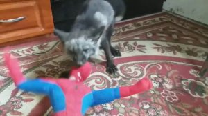 Лиса рвёт спайдермена.Домашняя лиса.