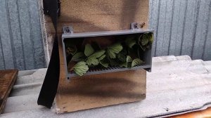 Поздний отводок . 18 августа .