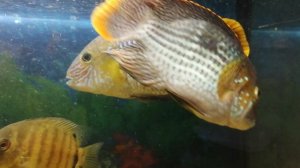 Акара бирюзовая 🐠
