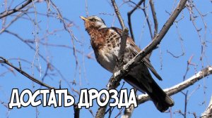 Записки Сибирского Натуралиста 5/16. Достать дрозда
