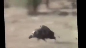 Обезьяны удирают от охотников верхом на кабане