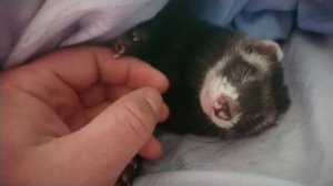 Как бывает сложно разбудить хорька!)