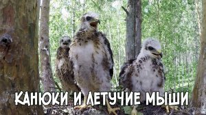Записки Сибирского Натуралиста 5/17. Канюки и летучие мыши