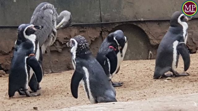 Penguin Beach London Zoo l England l ZSL London Zoo l Explore London l Explore England l London Tou