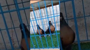 31.12.2024г Такла Владимира Николаевича Тимашевский район ст. Новокорсунская👍+7 918 657-58-28