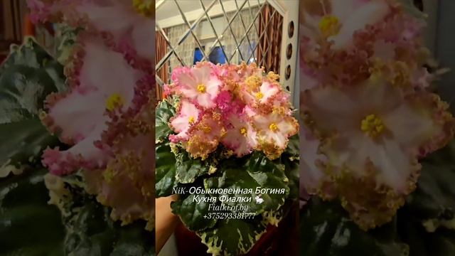 🐇🎄🌸NiK-Обыкновенная Богиня решила присоединиться к моему поздравлению с наступающим Новым Годом