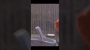 Подборка смешных видео с котиками