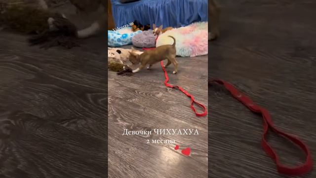 Щенки ЧИХУАХУА #купитьщенка #чихуахуа #миничихуахуа #щенкичихуахуа #chihuahua #chivava смотреть онлайн