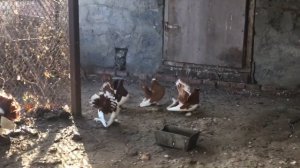 Сергей Жирков и его голуби.