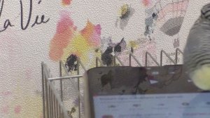 Видео про киндеры. Живые яйца сюрпризы и попугай Гриша.