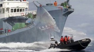 SEA SHEPHERD TRIBUTE