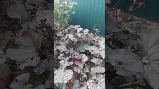 Идеальное растение для тени. Бузульник. Сорт в видео. #растения #сад #garden #дача #теневойцветник