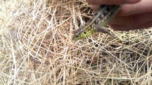 Поймал большую ящерицу