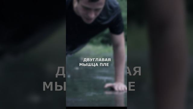Двуглавая