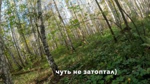 Загонная охота. Ходил в загон)