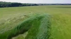 Пчела летит домой