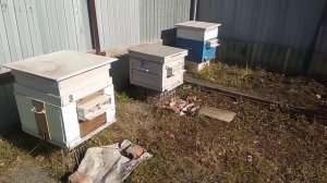 Поздний облёт пчёл на Южном Урале