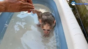 monkey abi enjoys her new bathtub and doesn't want to go out