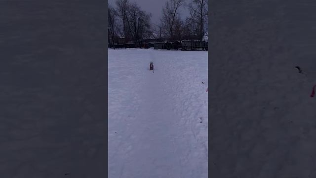 Прогулка собак смотреть онлайн