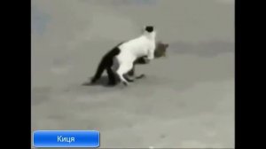 Песня Киць Киць Киць Киця Киця Кицюня