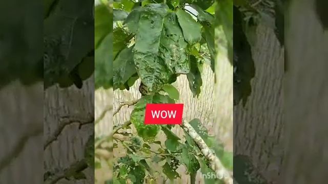 WOW, Luar Biasa, pohon takokak berbuah terung ungu dan terung hijau смотреть онлайн