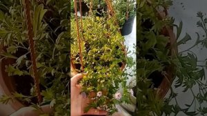 Бакопа ждёт