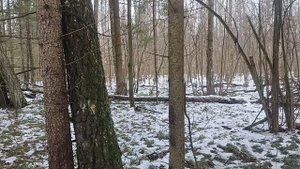 показал Чери куницу.
