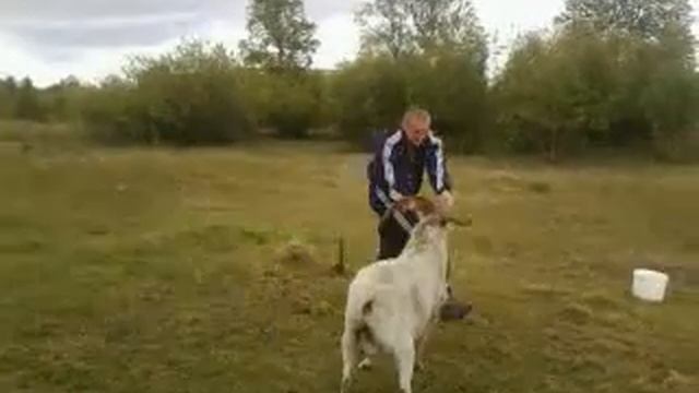 Леха и козел смотреть онлайн