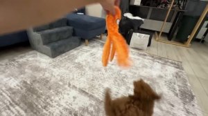 К НАМ ПРИЕХАЛ НОВЫЙ ДРУГ