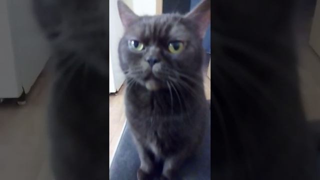 #лайк #подписка #любимцы #британскаякошка #котики #