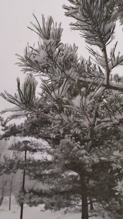 31.12.24 Москва, Южное Бутово