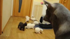 Тайский риджбек  Тая слежка за британскими котятами