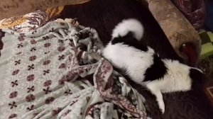 Чихуа Хуа. Моника