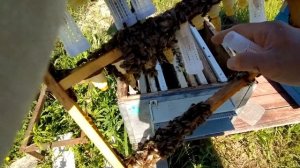 Изолирую маточники на прививочной рамке.