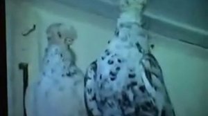 Голуби Голубевода Киргизии - 1