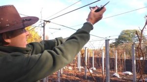 Виноград Ленд Крузер, визрівання лози