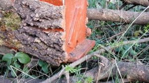 ПОЙМАЛ ТРЕТИЙ РОЙ 2023 ГОДА. ОБЪЕЗД ЛОВУШЕК. РОЕЛОВСТВО 2023