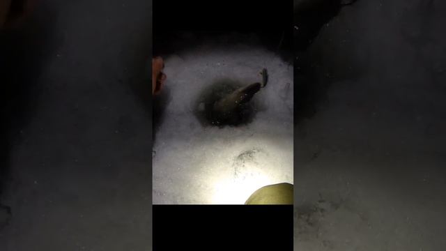 Зимняя щука на Оби ночью! Поклëвка Щуки на Виб зимой. Зимняя рыбалка. #рыбалка #щуказимой #щуканавиб смотреть онлайн