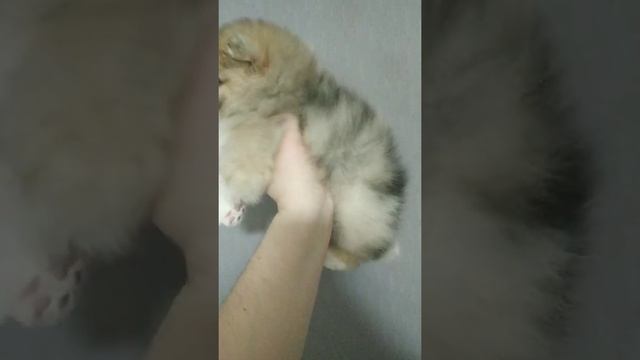 Щенки немецкий шпиц мерль окраса