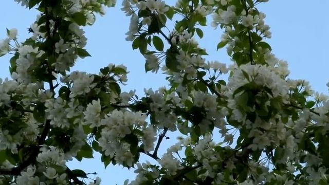 Елена Капитай "Сохраню я мир воспоминаний" (сл. и муз. Е.Капитай.)
