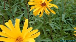 Топинамбур - красивая ,зелёная изгородь. Маленький подсолнух на участке!