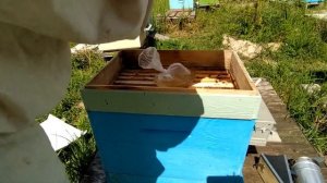 Подкормка пчелиных отводков сахарным сиропом. Типы кормушек.