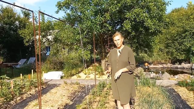 Найкращі підживлення ПОМІДОРІВ🍅Підв'язка,підкормка,пасинкування#доглядзапомідорами#підживленняовочі