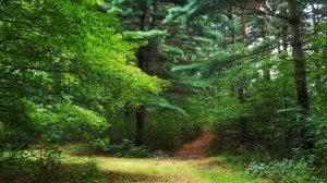 Экхарт Толле — Тишина и спокойствие