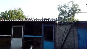 Николаевские голуби Донбасса