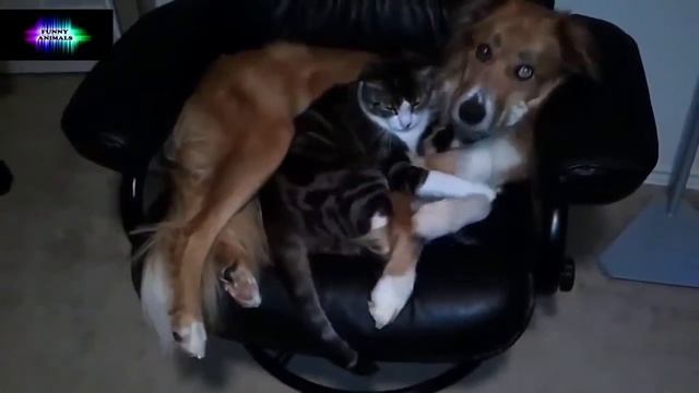 жили были кот и собака 2 смотреть онлайн