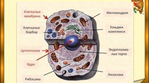 Адамдын организминин уюмдашуу деңгээлдери.