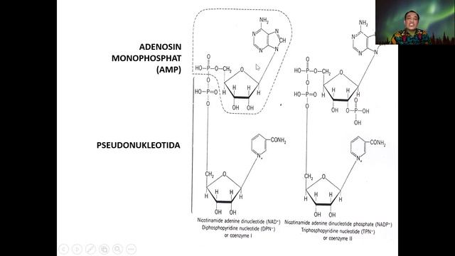 Katabolisme karbohidrat 3 (Siklus Krebs dan Transfer Elektron/Fosforilasi Oksidatif/Rantai respiras смотреть онлайн