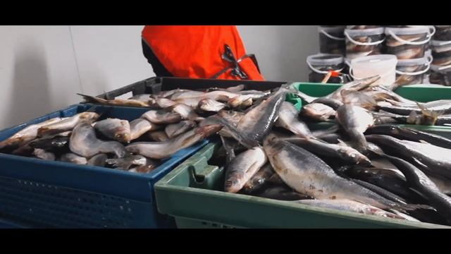 Селёдка малосольная, техоокенаская.